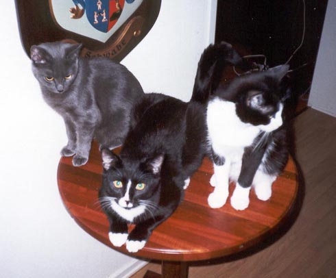 Kelly's kittys '01