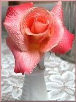 A Rose